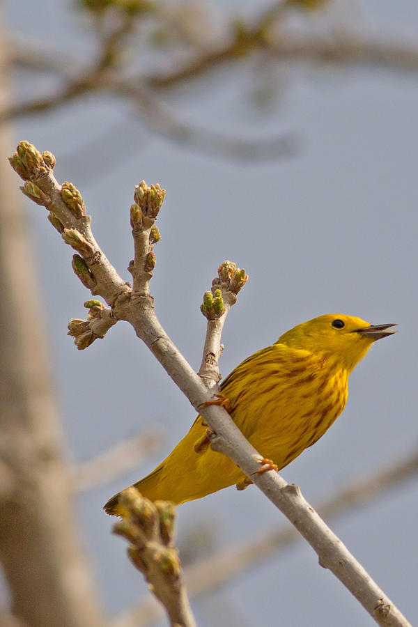 Singing Yellow Warbler Photograph by Natural Focal Point Photography