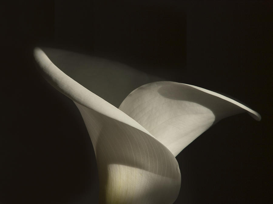 Graceful White Lily Photograph - Singular Calla by Joe Schofield