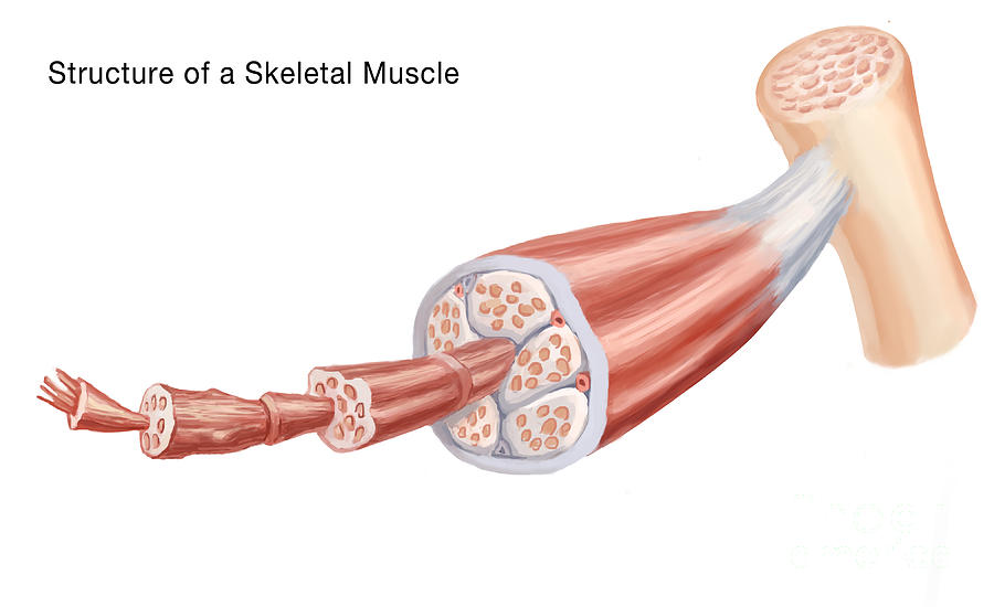 SLU-PP-332 Skeletal muscle | Shaanxi BLOOM Tech Co., Ltd