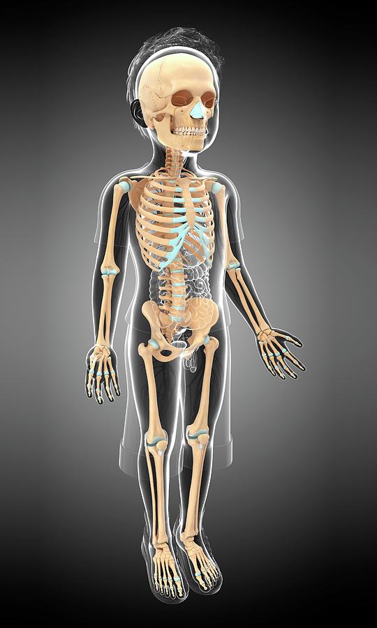 Skeletal System Of A Child by Pixologicstudio / Science Photo Library