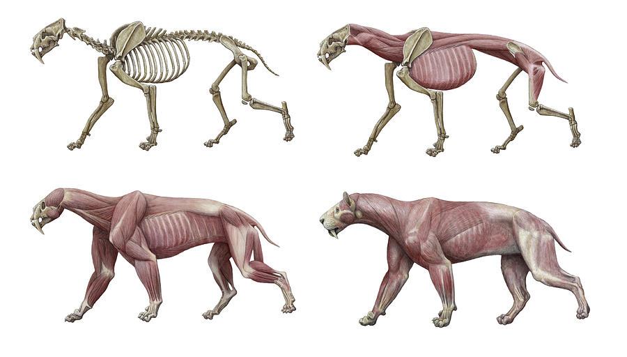 Smilodon Sabre-toothed Cat by Mauricio Anton / Science Photo Library