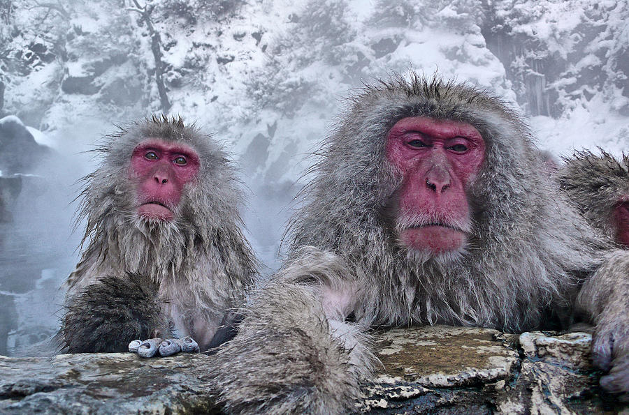 Snow Monkeys In The Hot Springs by Istvan Hernadi Photography
