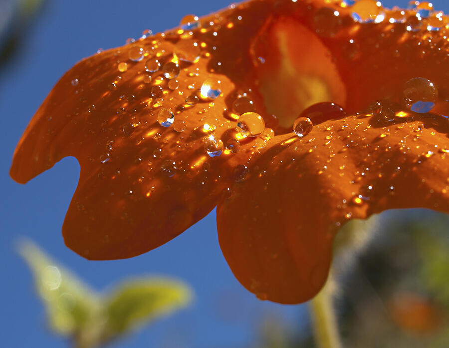 So What Rhymes with Orange Anyway Photograph by Joe Schofield
