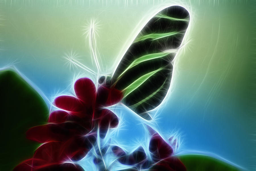 Soft Landing Photograph by Joann Copeland-Paul