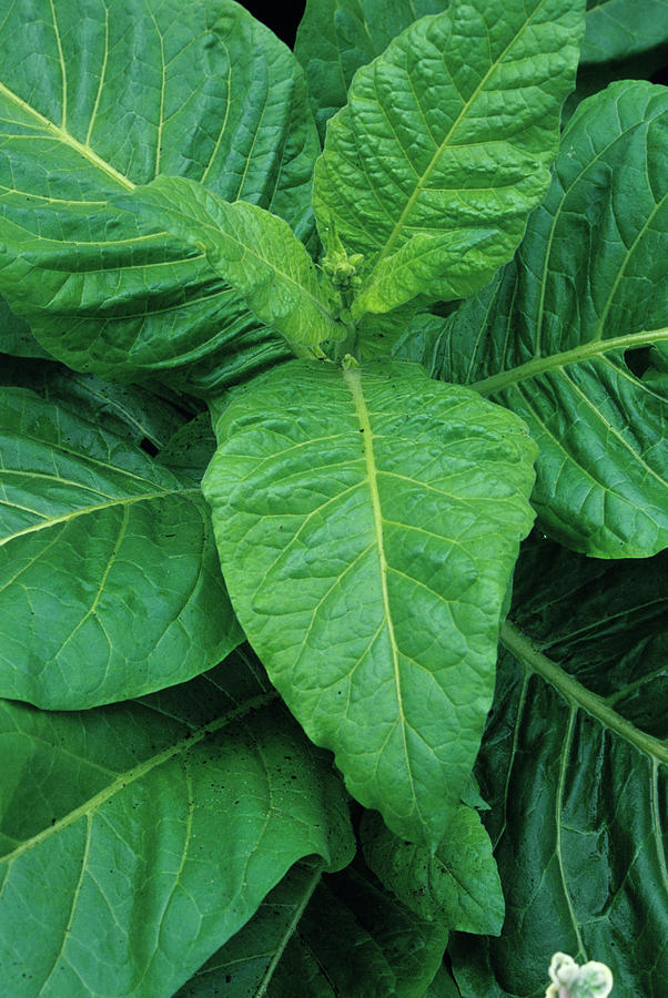 tobacco crop images South American Tobacco Plant Leaves by Duncan Smith / Science Photo Library