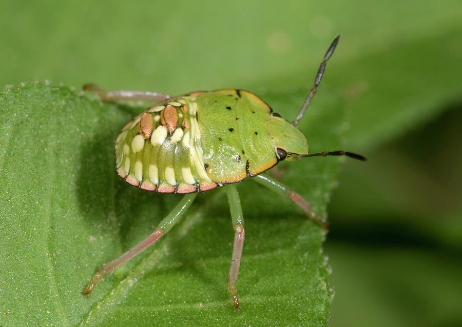 Southern Green Shield Bug by Nigel Downer / Science Photo Library