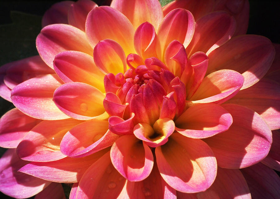 Sparkling Dahlia Photograph by Rona Black