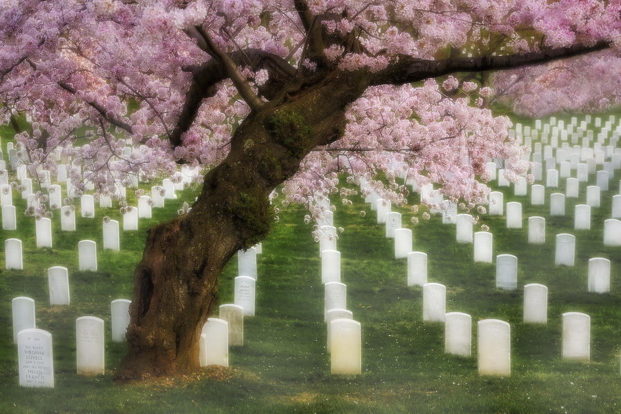 Cherry Blossoms Over Cemetery Photograph - Spring Arives At Arlington National Cemetery by Susan Candelario