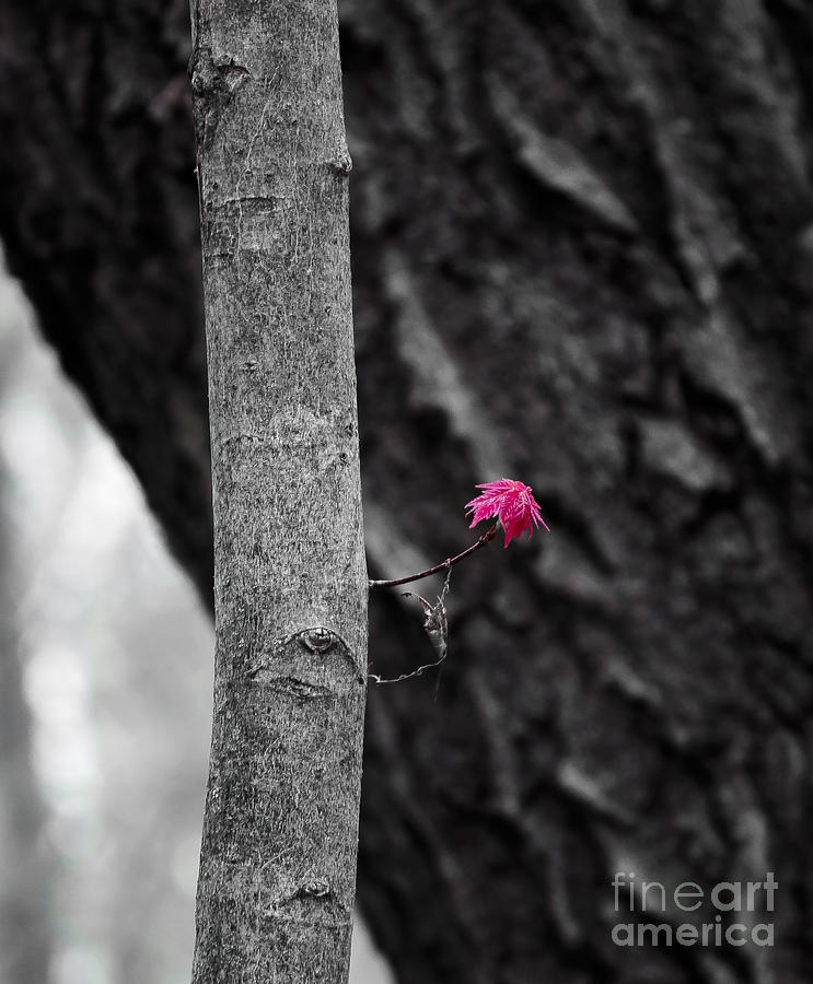 Spring Maple Growth Photograph by Steven Ralser