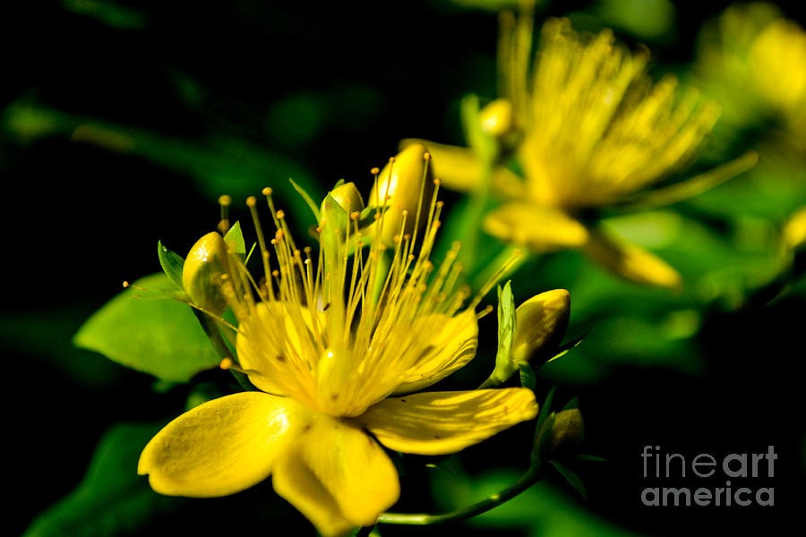 St Johns Wort Photograph by Scott Lyons