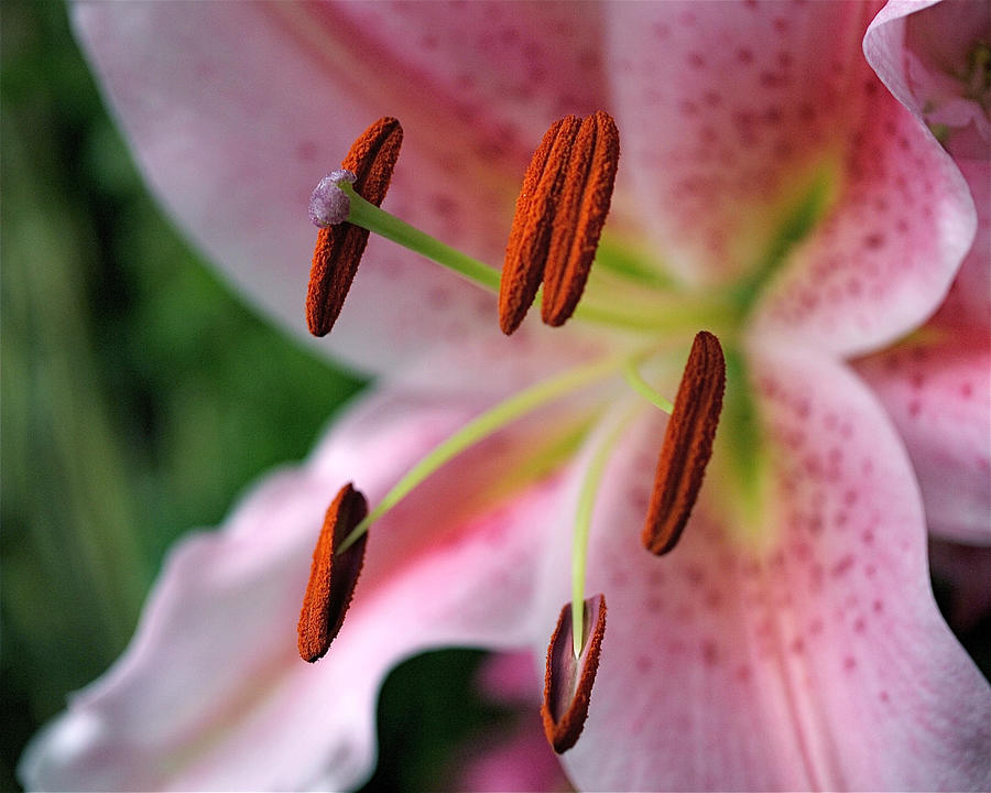 Close Up of Pink Lily Flower Photograph - Stargazer by Rona Black