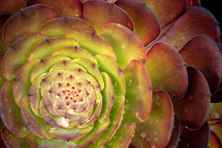 Succulent Photograph by Lisa Chorny