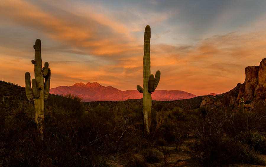Sunset Sentinels Photograph by Mary Jo Allen