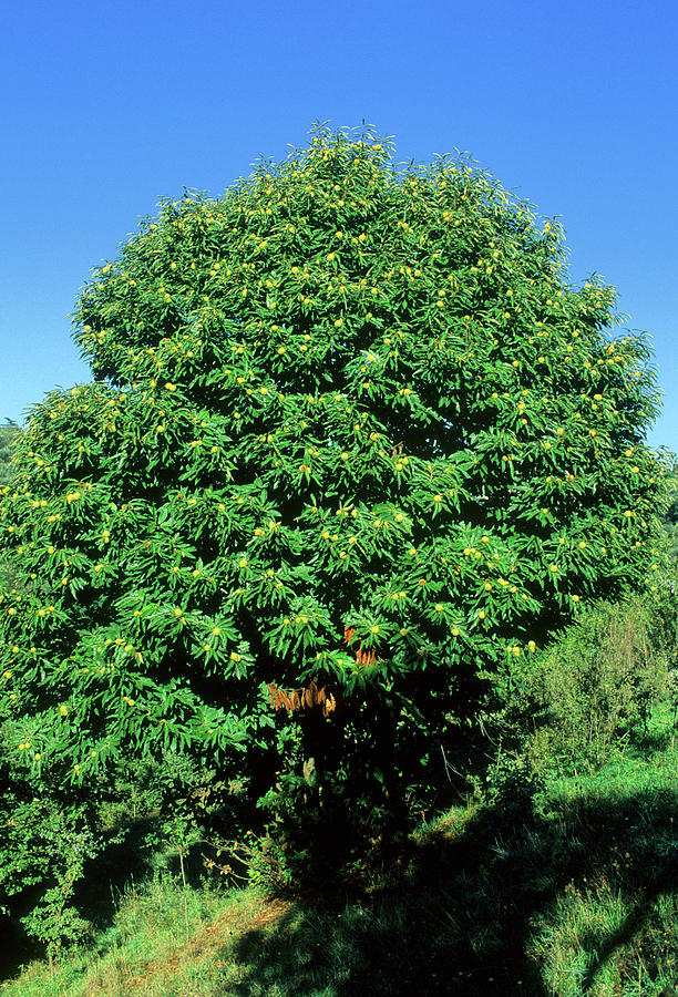 Sweet Chestnut Tree (castanea Sativa) by Bruno Petriglia / Science ...