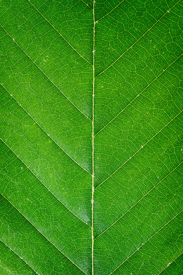 Symmetry Photograph by Jeff Sinon
