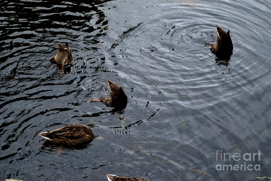 Synchronised Swimming Team Photograph by Scott Lyons