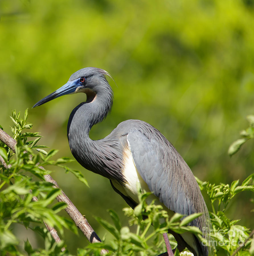 The Art of Focus Photograph by Mary Lou Chmura