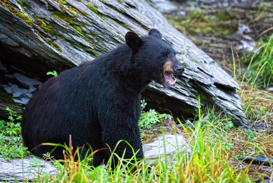 The Caller Photograph by Ghostwinds Photography