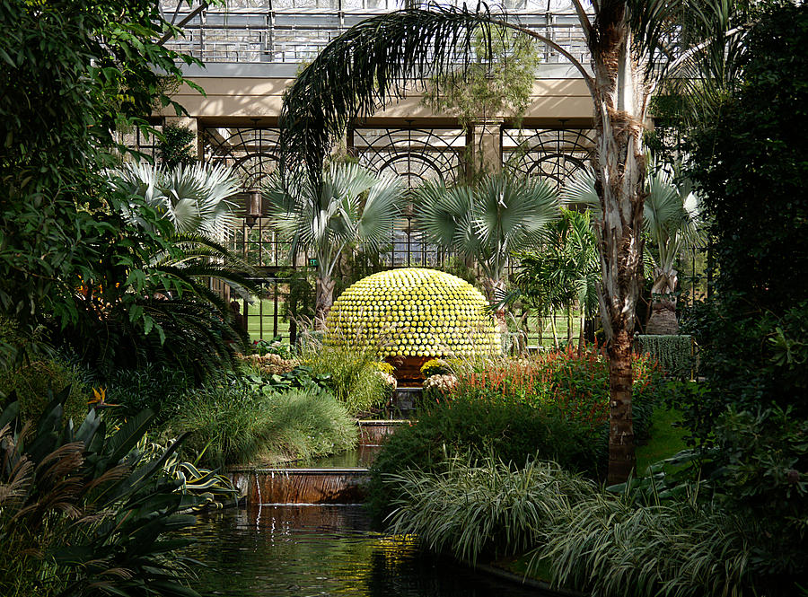 Chrysanthemum Dome in Garden Photograph - The Flower Tree by Richard Reeve