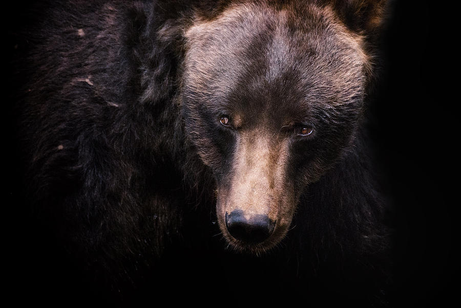 The Look Photograph by Ghostwinds Photography