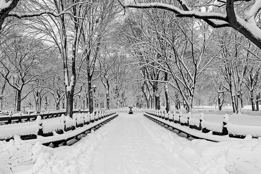 Snow-Covered Park Pathway Photograph - The Mall At Central Park During A Snowstorm by Susan Candelario