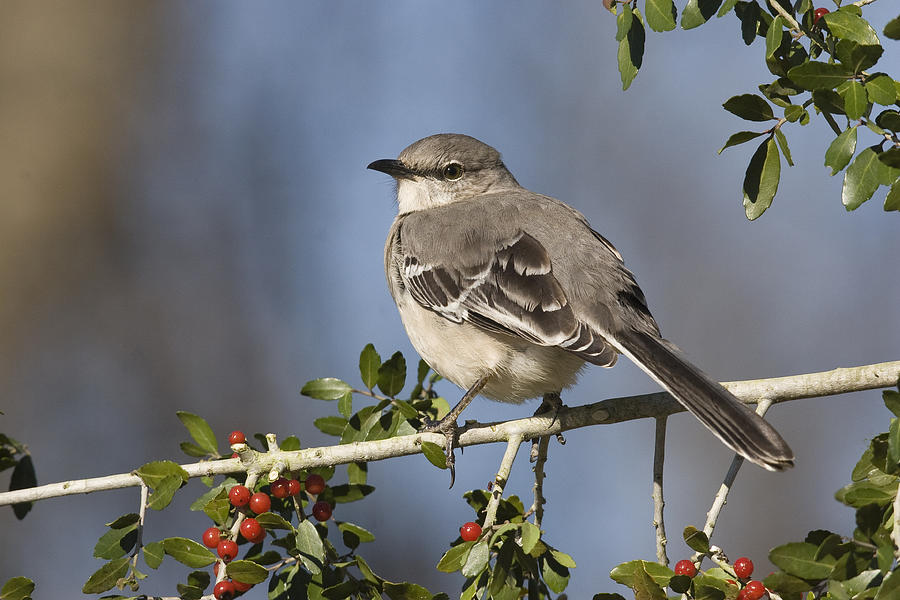 The Night Singer Photograph by Jim E Johnson