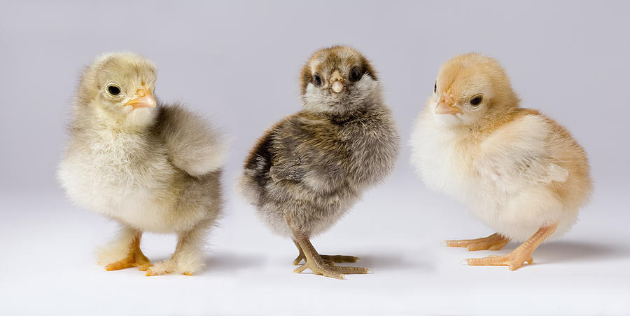 Three Chicks Gallus Domesticus by Michael Durham