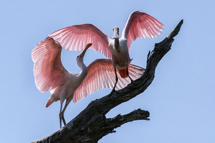 Time to Fly Photograph by Ghostwinds Photography