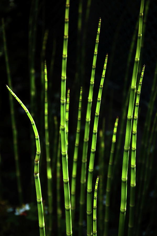 Tiny Bamboo Forest by Tsuntsun
