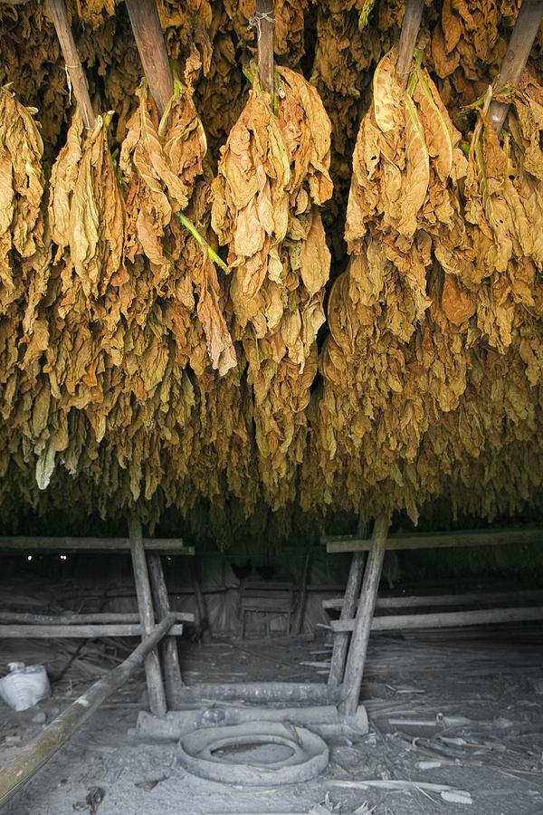 drying out tobacco Tobacco drying room, Cuba by Mark Thomas / Science Photo Library