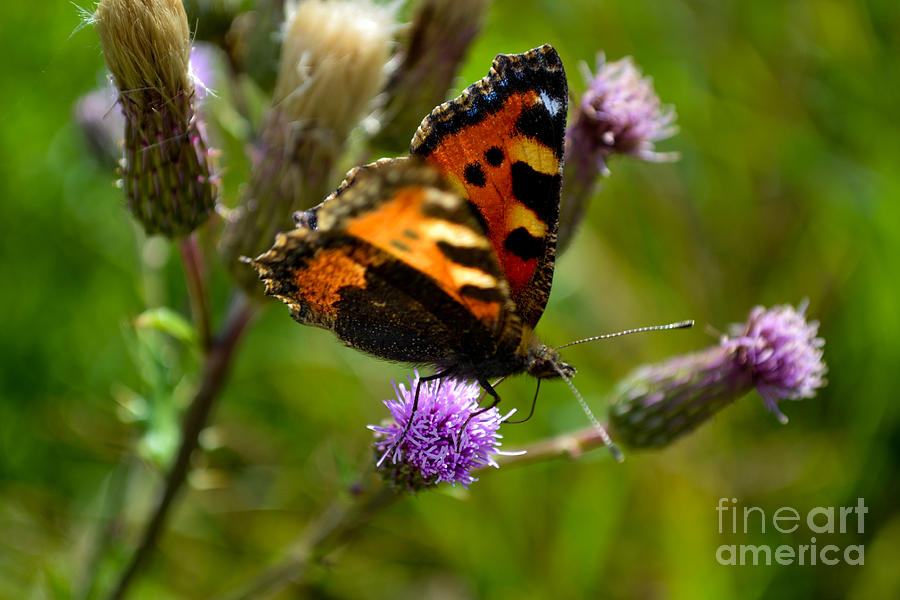 Tortoise Shell Butterfly Photograph by Scott Lyons