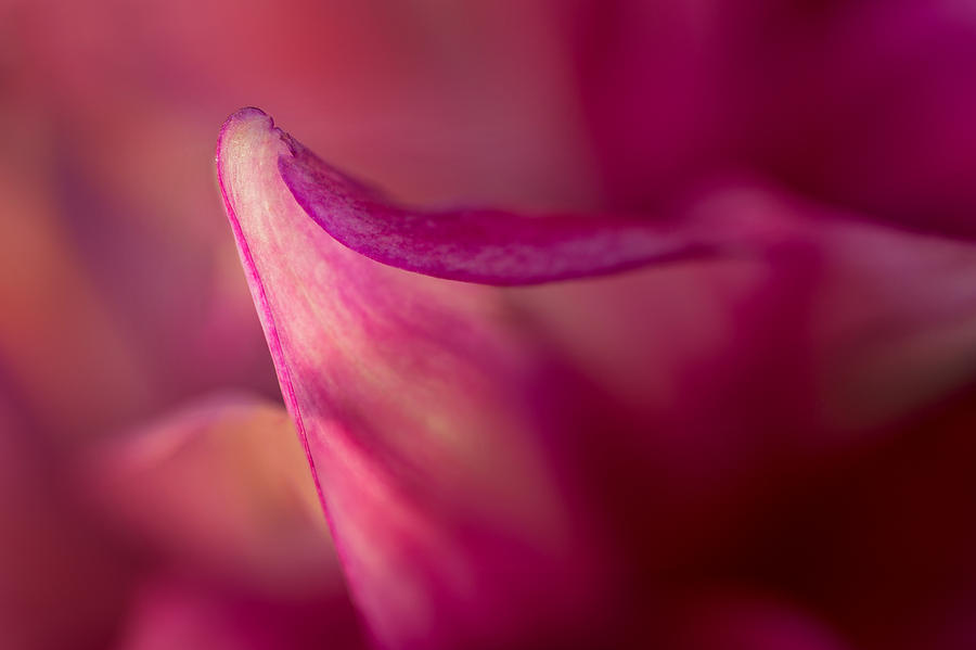 Translucent Photograph by Mary Jo Allen