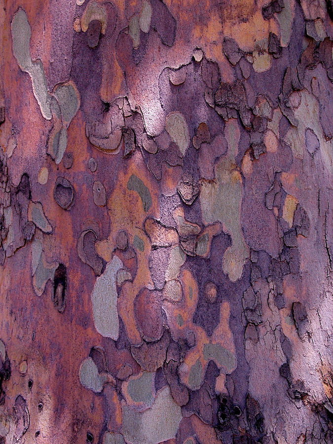Colorful Tree Bark Close-up Photograph - Tree Abstract by Rona Black