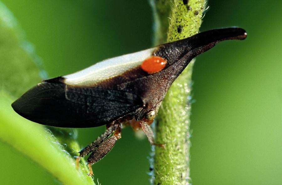 Treehopper And Louse by Patrick Landmann / Science Photo Library