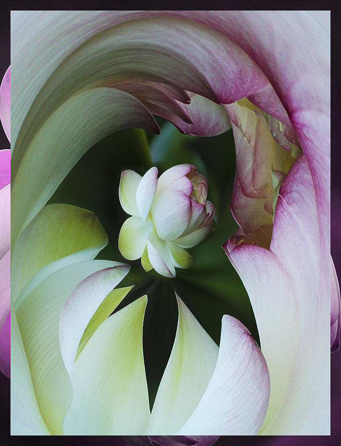 Tunnel of Lotus Photograph by Jean Noren