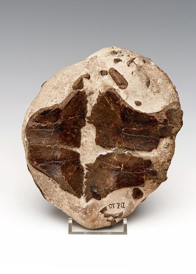Turtle Shell Shaped Rocks Turtle Shell Fossil by