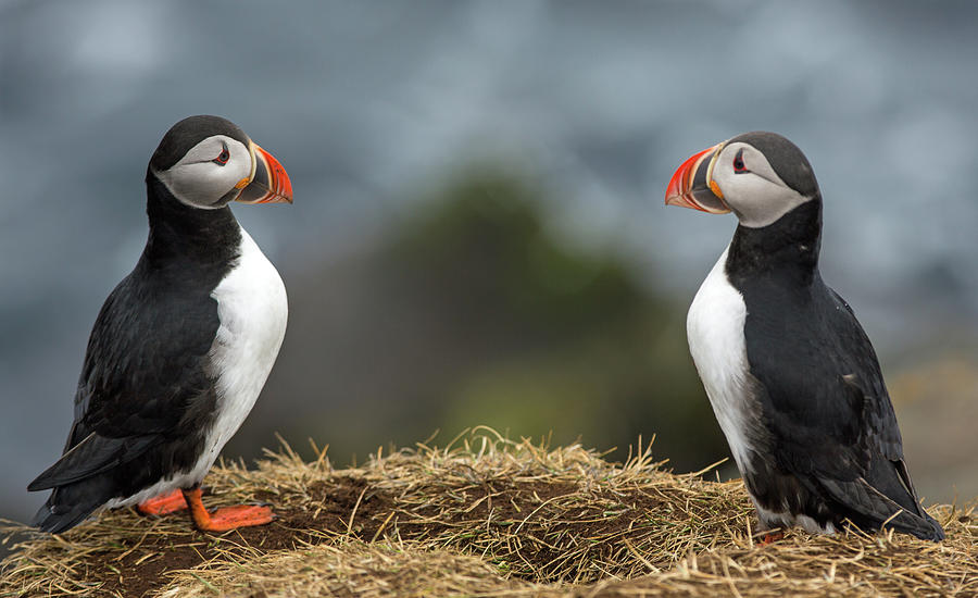 Two Puffins Face-to-face At by Nils Axel Braathen Nilsaxel noos.fr