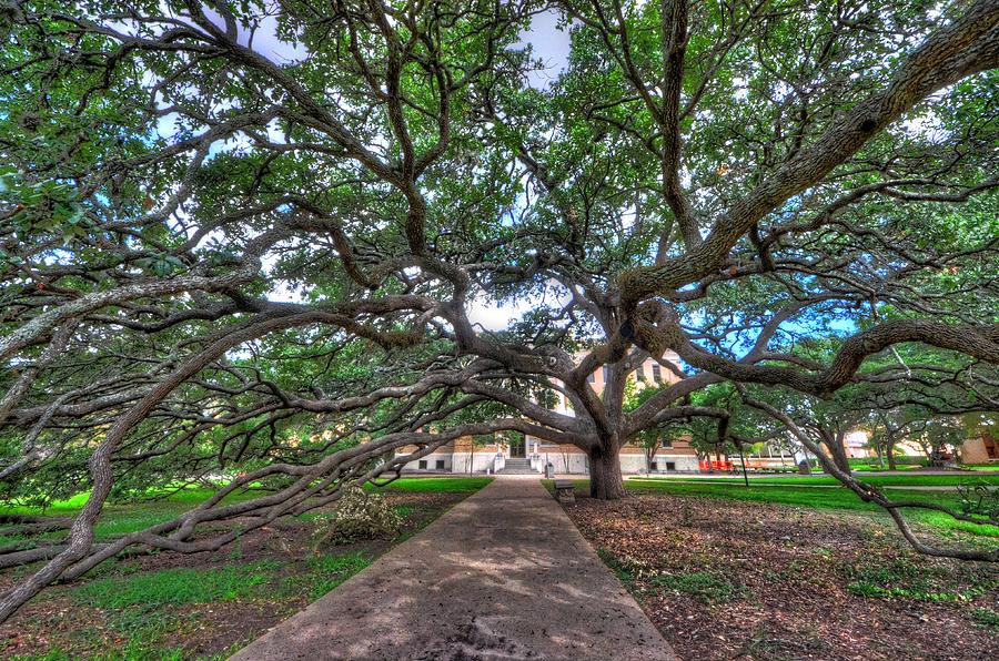 Majestic Sprawling Oak Tree Photograph - Under the Century Tree by David Morefield