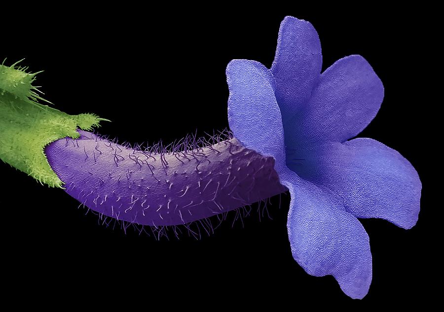 Verbena Flower by Steve Gschmeissner / Science Photo Library