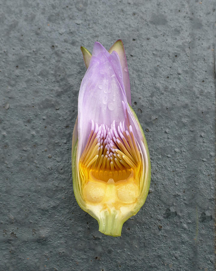 Water Lily Flower Cross Section Photograph by Richard Reeve