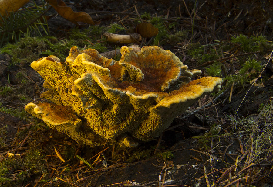 Well Lit Fungi Photograph by Jean Noren