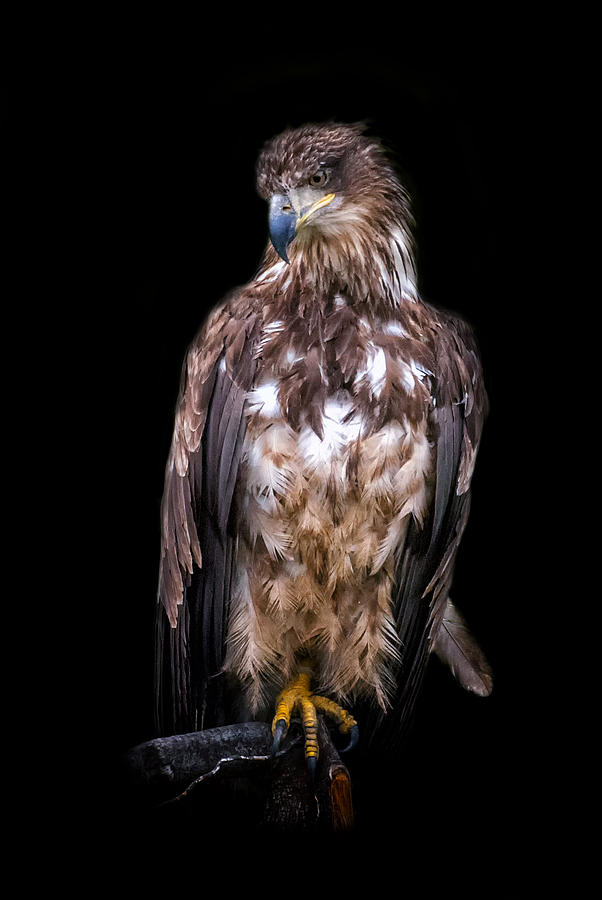 Wet Feathers Photograph by Ghostwinds Photography