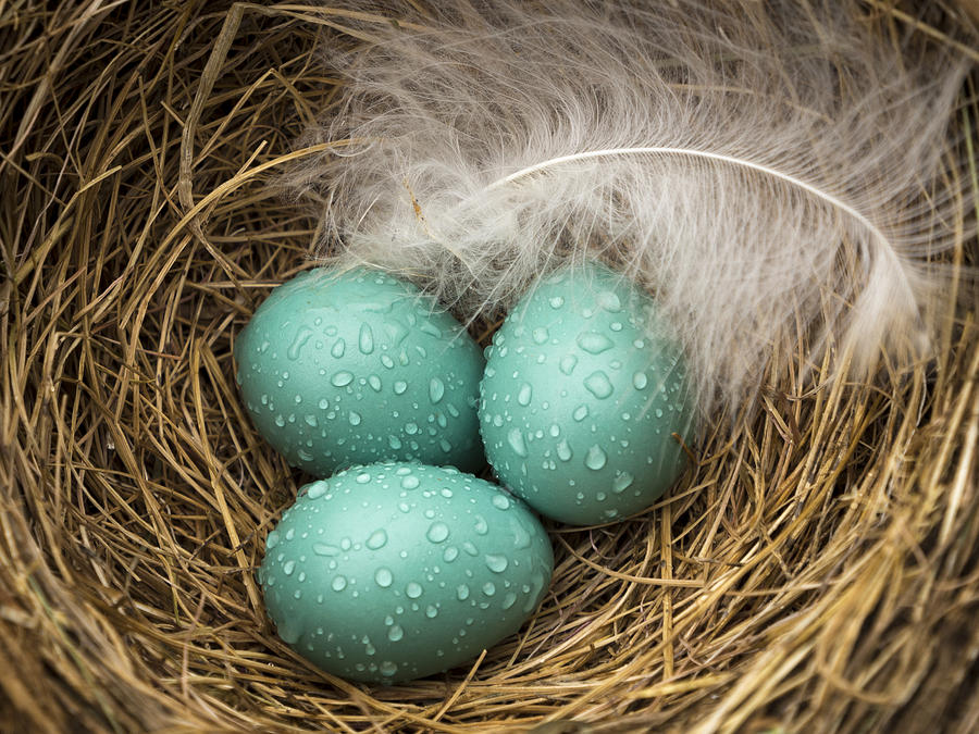 Blue Eggs in Nest Photograph - Wet Trio of Robins Eggs by Jean Noren