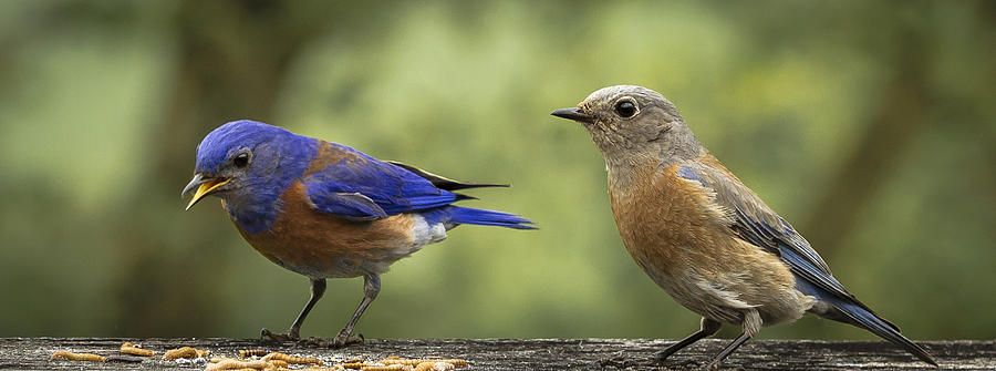 Which one do you want Photograph by Jean Noren