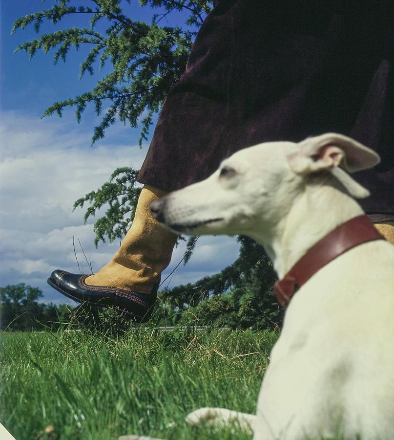Whippet Dog And Hubert De Givenchy by John Cowan