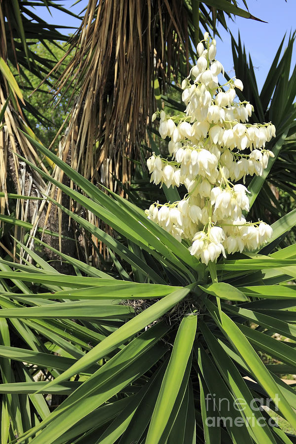 White Flowers Yucca Plant by Lee Serenethos - Royalty Free and Rights  Managed Licenses