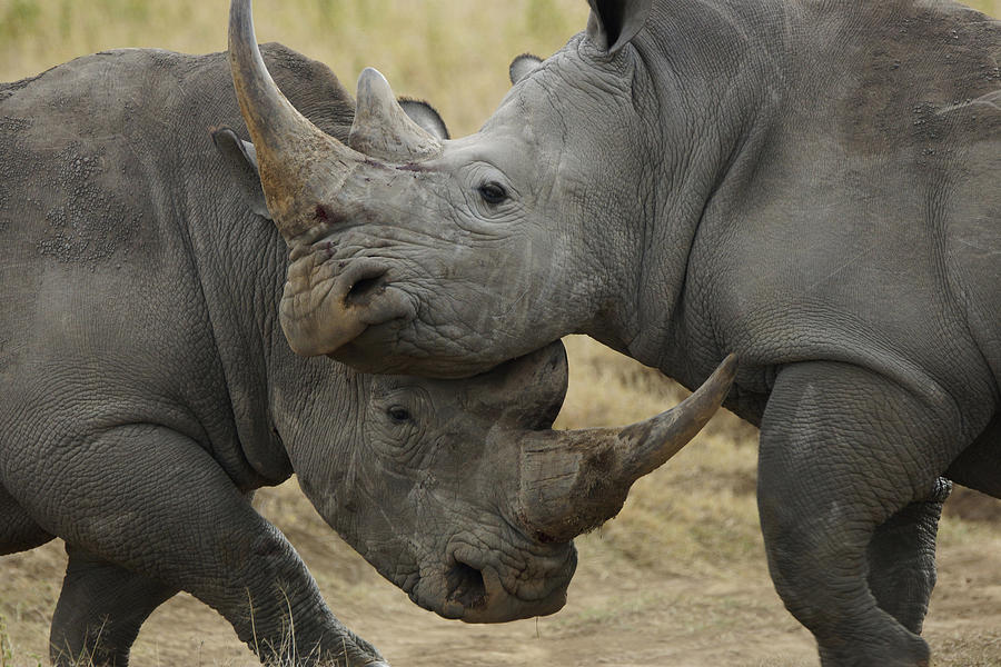 White Rhino Males Fighting Solio Game by Hiroya Minakuchi
