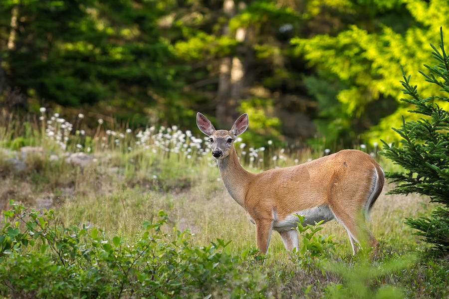 Whitetail Doe Cadillac Mountain Acadia NP Photograph by Jeff Sinon
