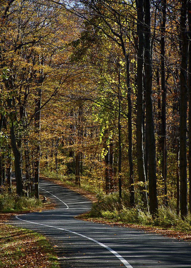 Winding Road In The Woods Photograph by Owen Weber