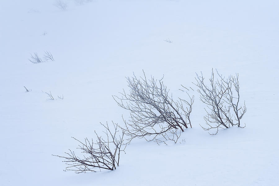 Windswept Photograph by Jeff Sinon